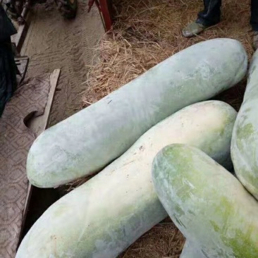 白皮冬瓜产地,价格便宜,超市,食堂,批发市场,