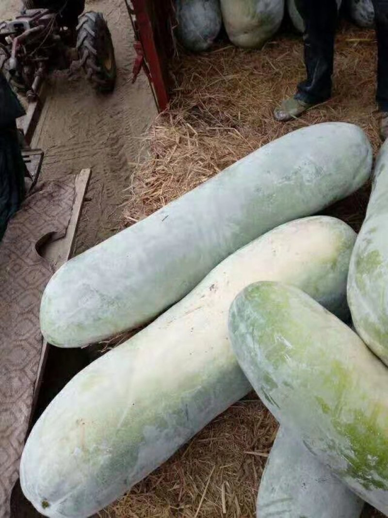 白皮冬瓜产地，价格便宜，超市，食堂，批发市场，