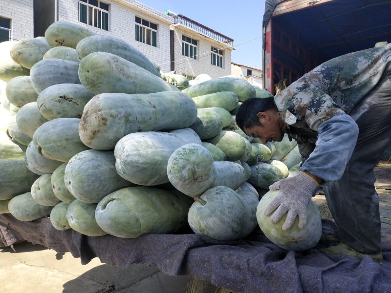 白皮冬瓜产地，价格便宜，超市，食堂，批发市场，