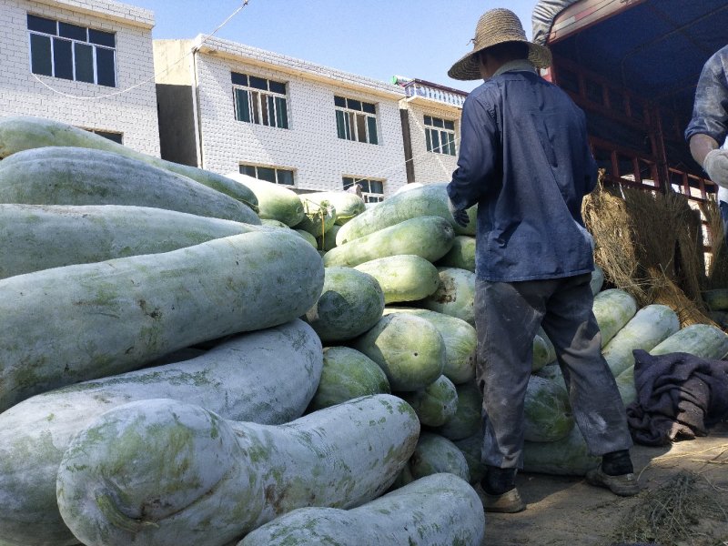 白皮冬瓜产地，价格便宜，超市，食堂，批发市场，
