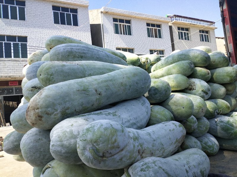 白皮冬瓜产地，价格便宜，超市，食堂，批发市场，