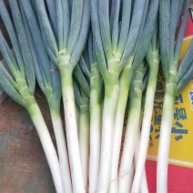 铁杆钢葱大葱
