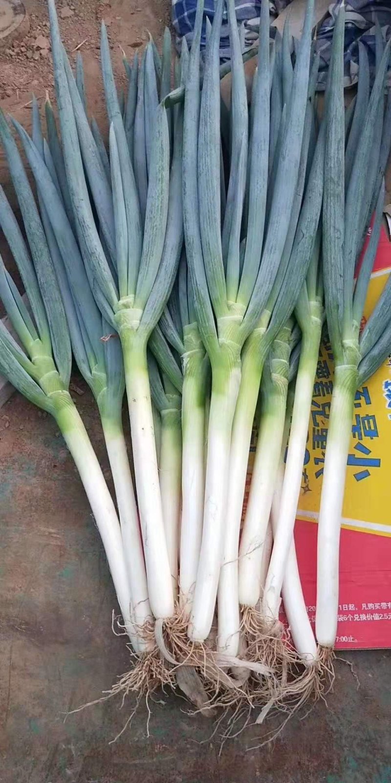 铁杆钢葱大葱