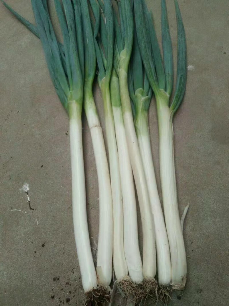 铁杆钢葱大葱