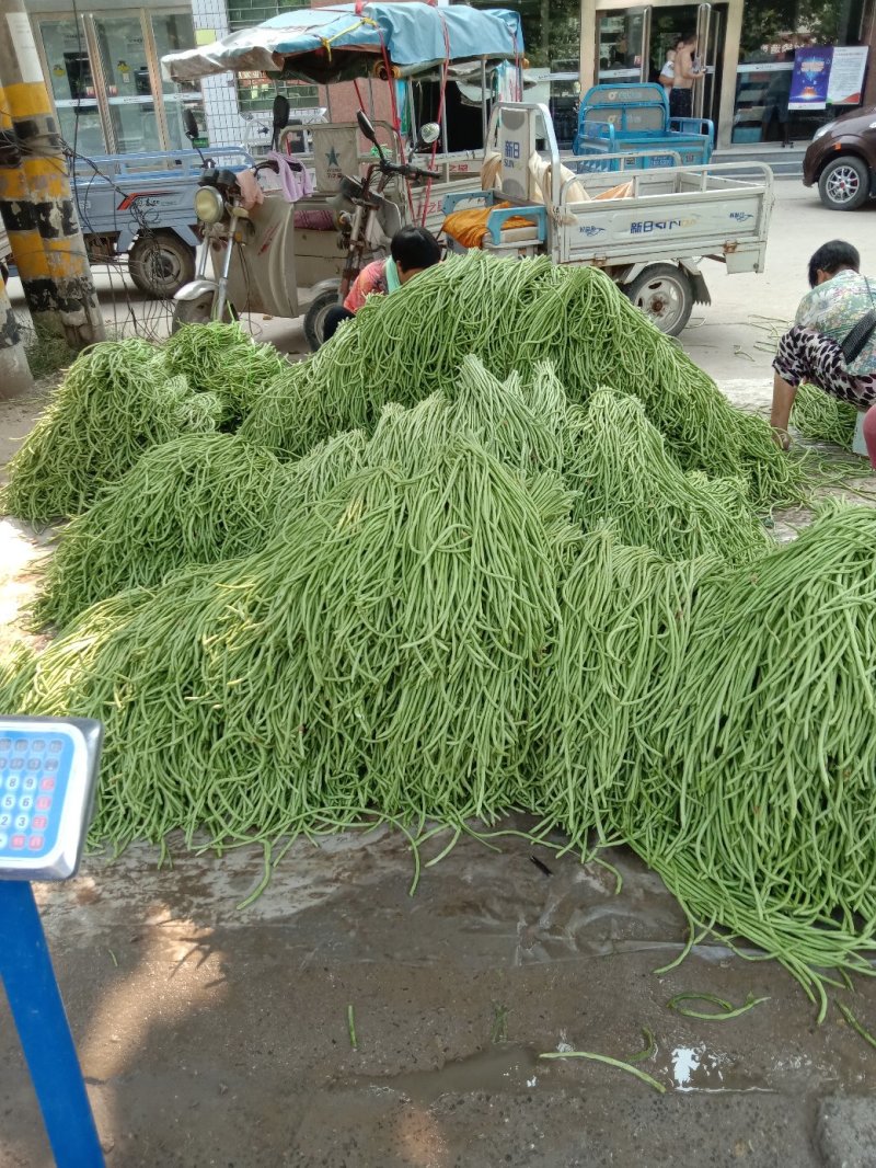 长豆角青白条豇扁豆，质量好价格低量大日上货量万吨