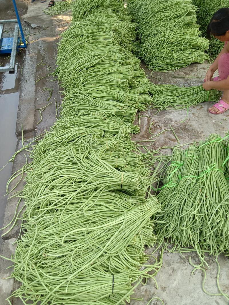 长豆角青白条豇扁豆，质量好价格低量大日上货量万吨