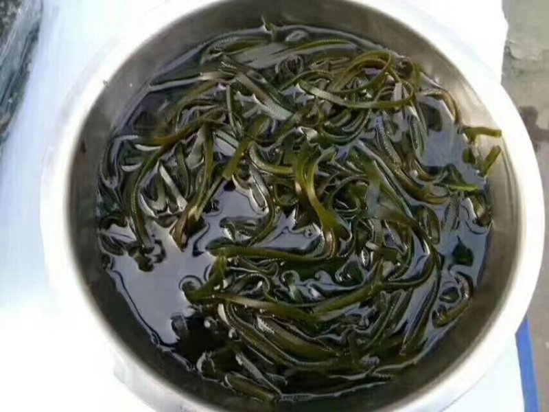 特级海带丝可视频看货上门提货