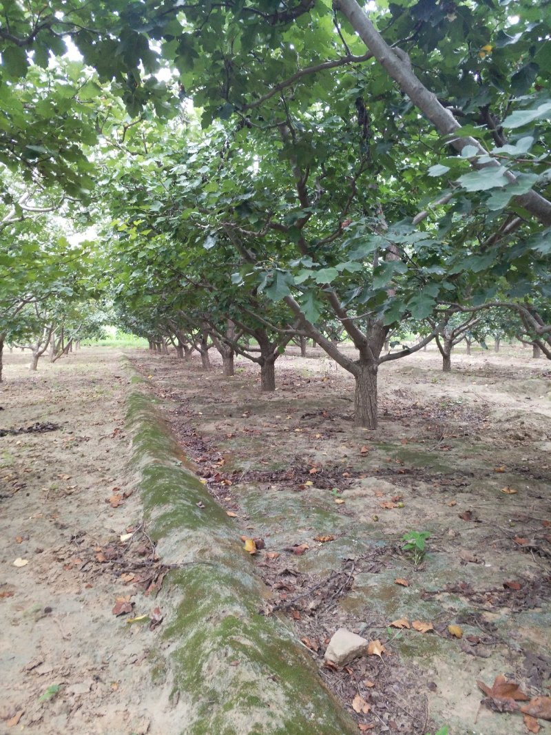 山楂树，杏树，苹果，桃树