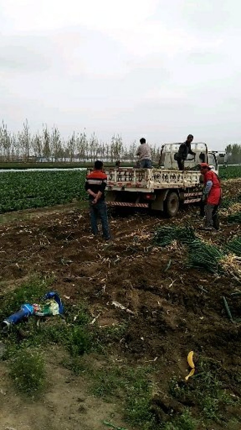 精品铁杆大葱质量好走市场做加工质量有保证诚信经营