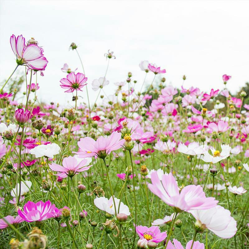 波斯菊种子格桑花硫华菊种子易种植开花早花期长量大优惠
