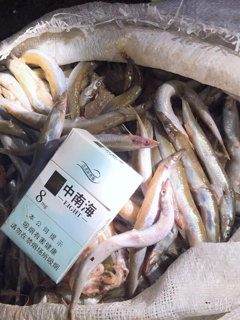 饲料鱼