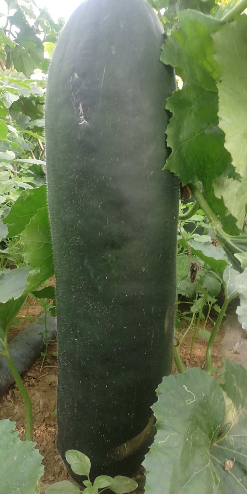 河北唐山精品黑皮冬瓜河北质量好产地直发价优