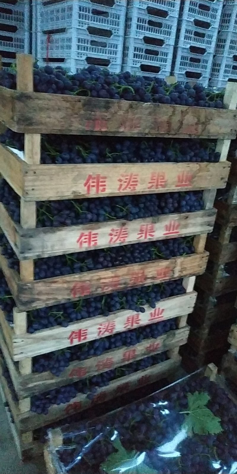 黄旗堡，半截楼玫瑰香葡萄，粒大，皮薄，人工疏果
