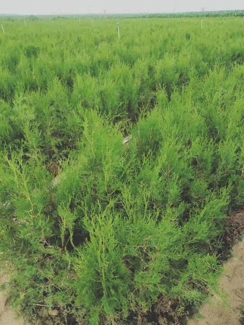 侧柏