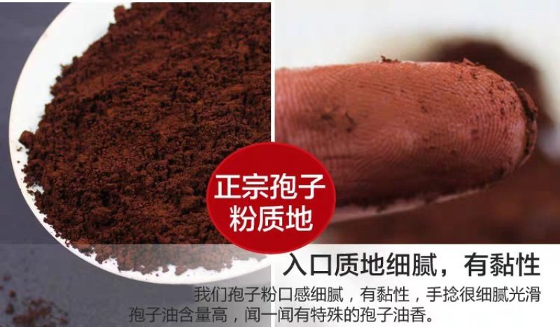 灵芝孢子粉吉林长白山东北灵芝孢子粉包邮