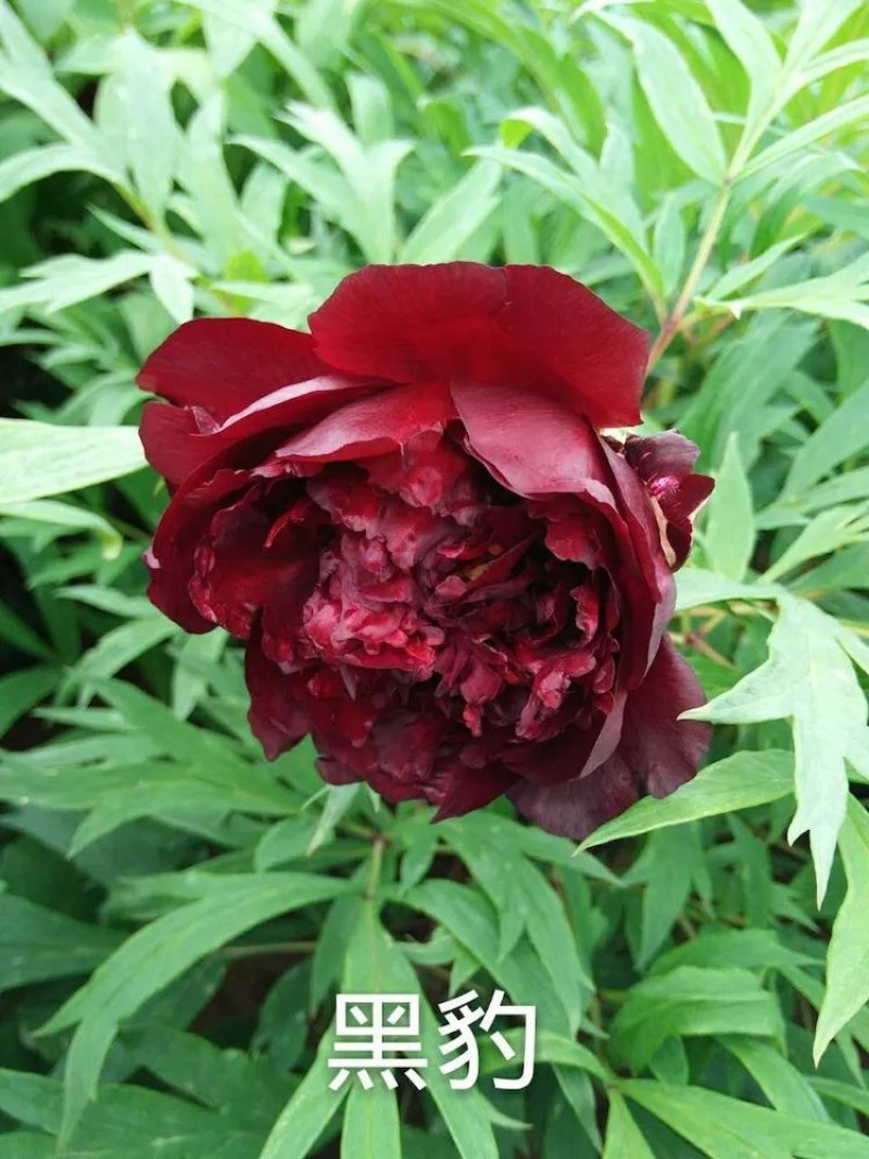 黑花魁，冠世墨玉，乌龙捧盛，几十个品种，菏泽基地直发