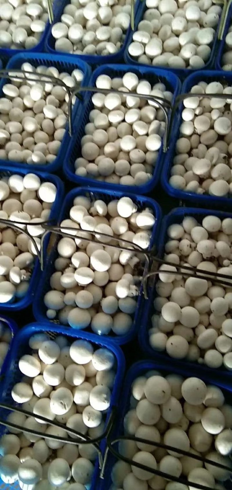 双孢菇