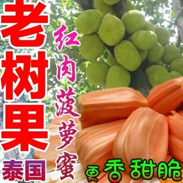 正宗进口菠萝蜜苗泰8、12，泰国红肉苗2年挂果