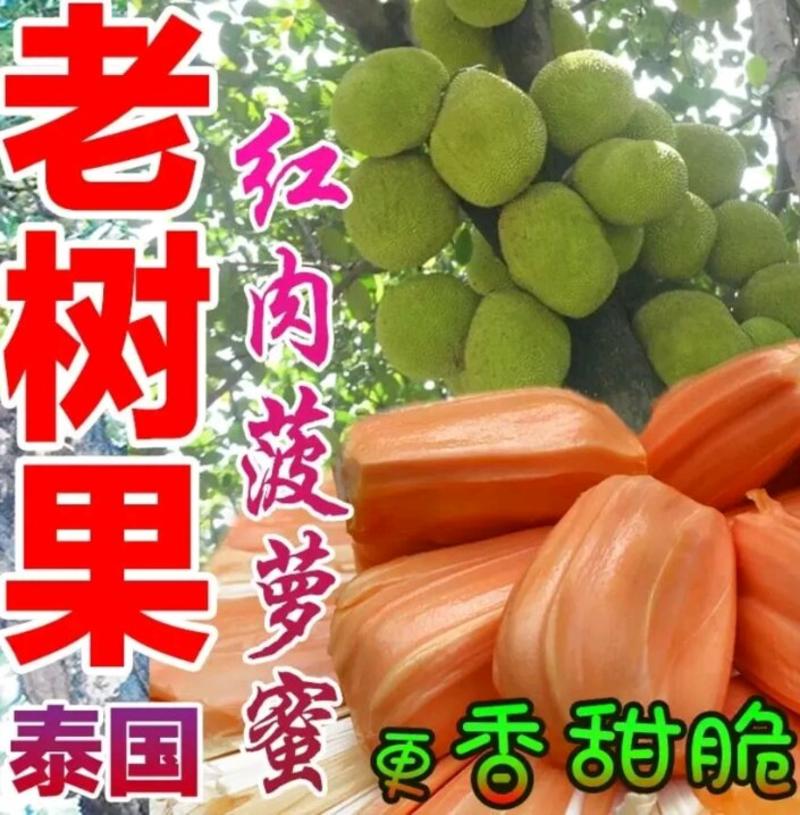 正宗进口菠萝蜜苗泰8、12，泰国红肉苗2年挂果