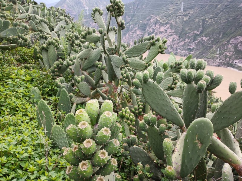 仙桃