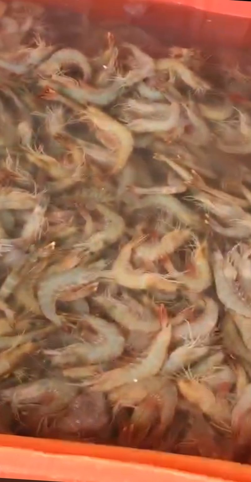 大明虾海虾