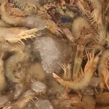 大明虾海虾