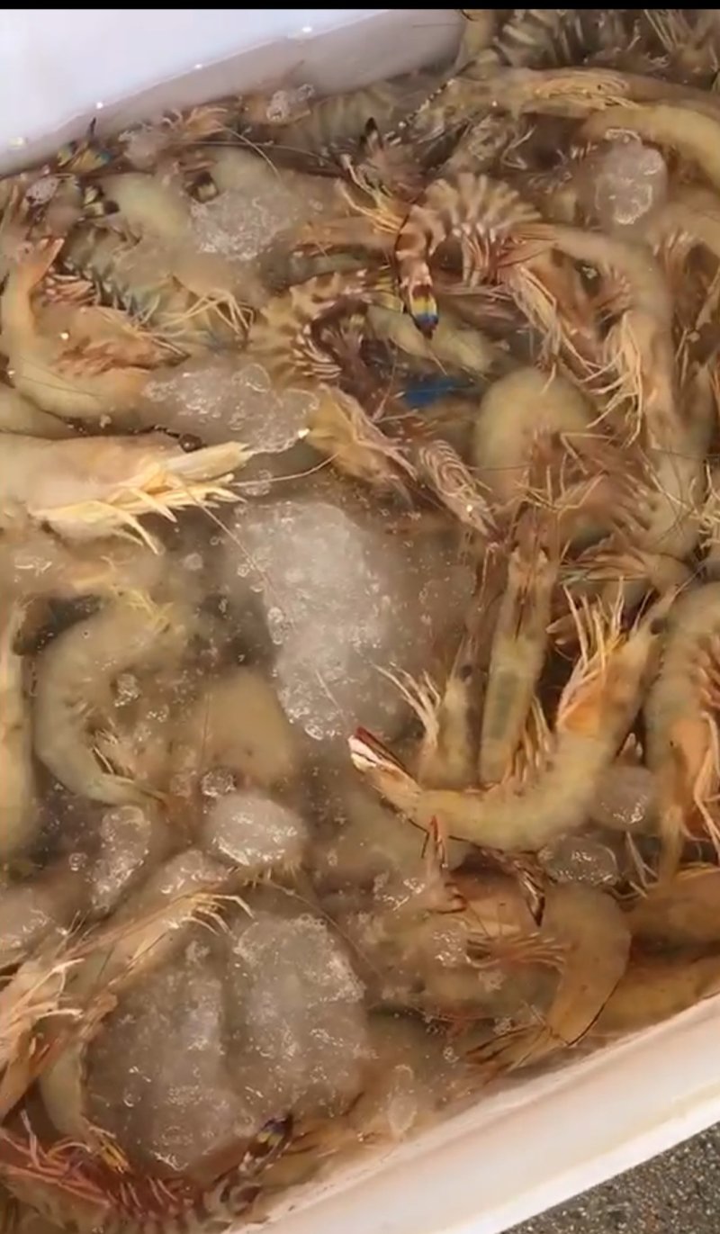 大明虾海虾