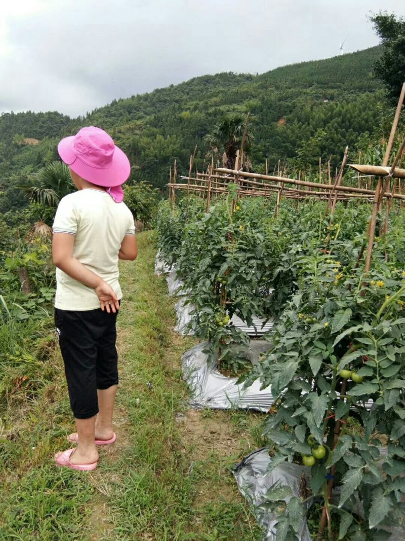 高山西红柿