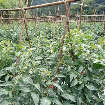 高山西红柿