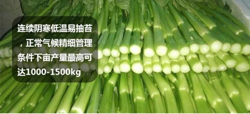 高梗白菜苏州青鸡毛菜籽四季小白菜种子快菜阳台1斤