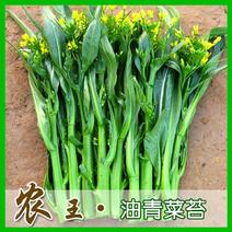 高梗白菜苏州青鸡毛菜籽四季小白菜种子快菜阳台1斤