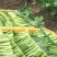 高梗白菜苏州青鸡毛菜籽四季小白菜种子快菜阳台1斤