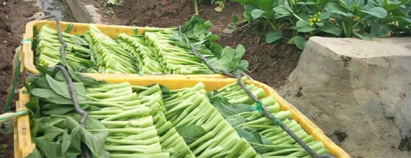 高梗白菜苏州青鸡毛菜籽四季小白菜种子快菜阳台1斤