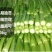 高梗白菜苏州青鸡毛菜籽四季小白菜种子快菜阳台1斤