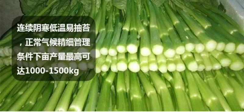 高梗白菜苏州青鸡毛菜籽四季小白菜种子快菜阳台1斤
