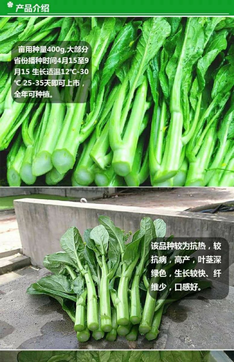 高梗白菜苏州青鸡毛菜籽四季小白菜种子快菜阳台1斤