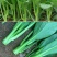 高梗白菜苏州青鸡毛菜籽四季小白菜种子快菜阳台1斤