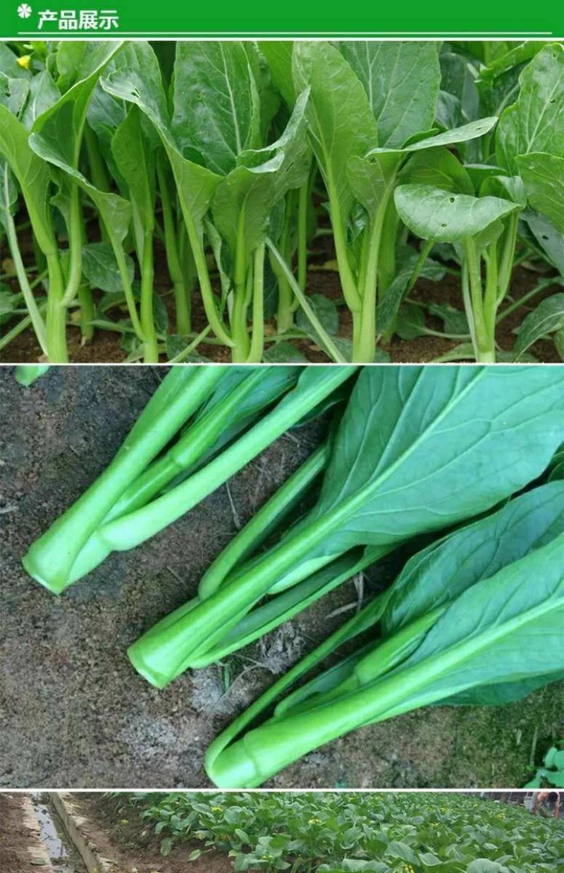 高梗白菜苏州青鸡毛菜籽四季小白菜种子快菜阳台1斤