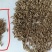 孜然，孜然，烧烤必备，家用香料大料佐料