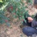 花椒优质干大红袍花椒六月伏椒麻度高代收代发