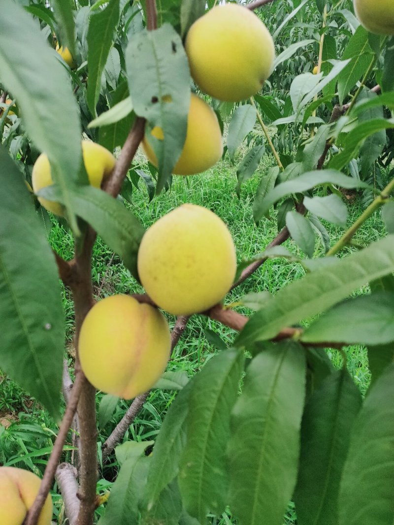 桃树
