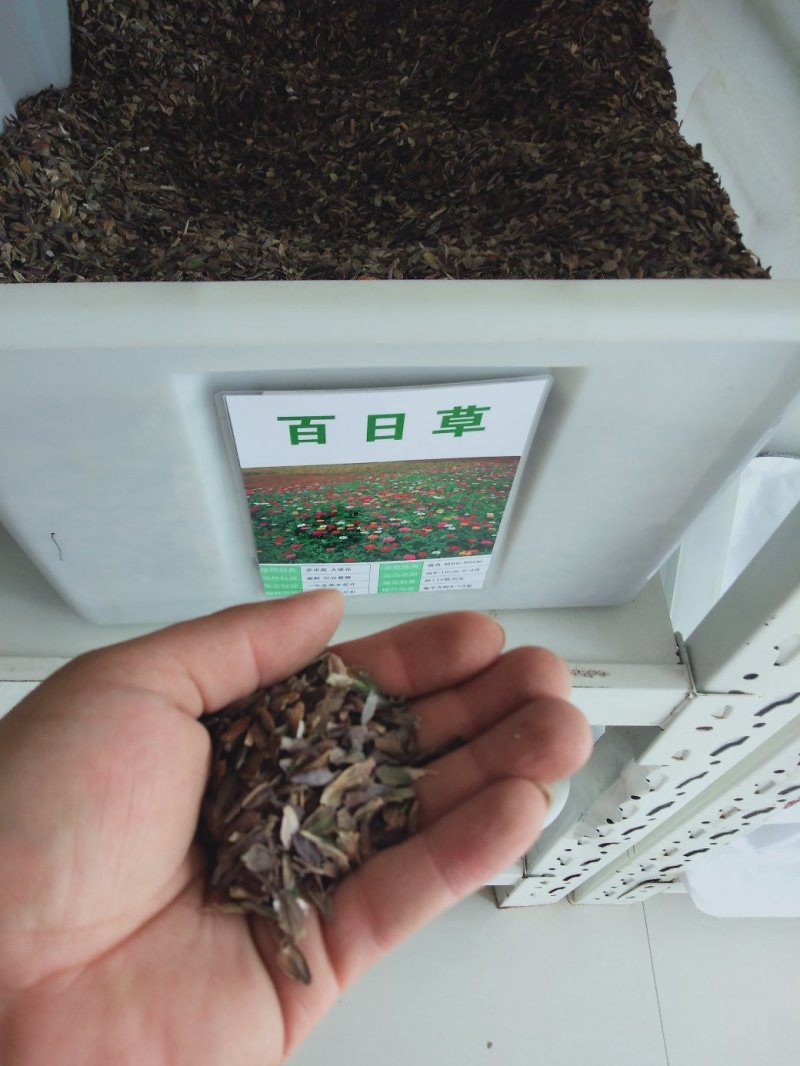 百日草种子大花花色多艳丽易种植花期长花海种植公园路边绿化