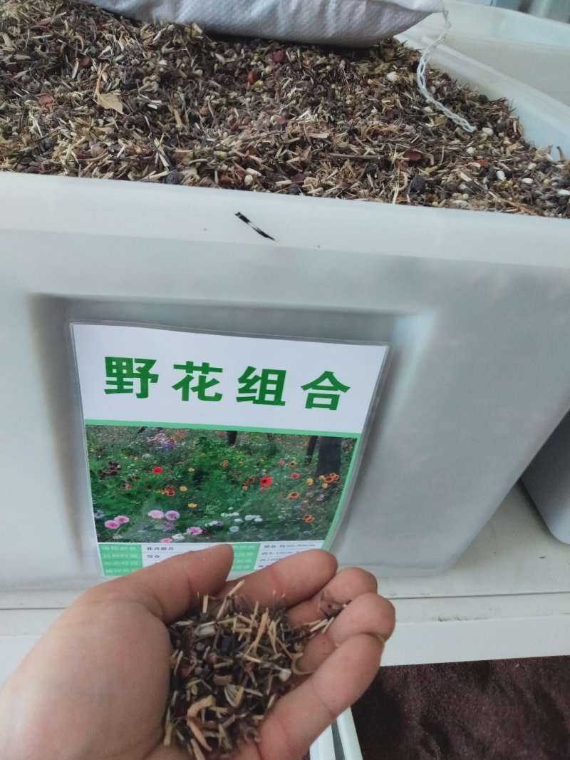 野花组合花卉种子多种花卉种子组合开花早花期长颜色艳丽