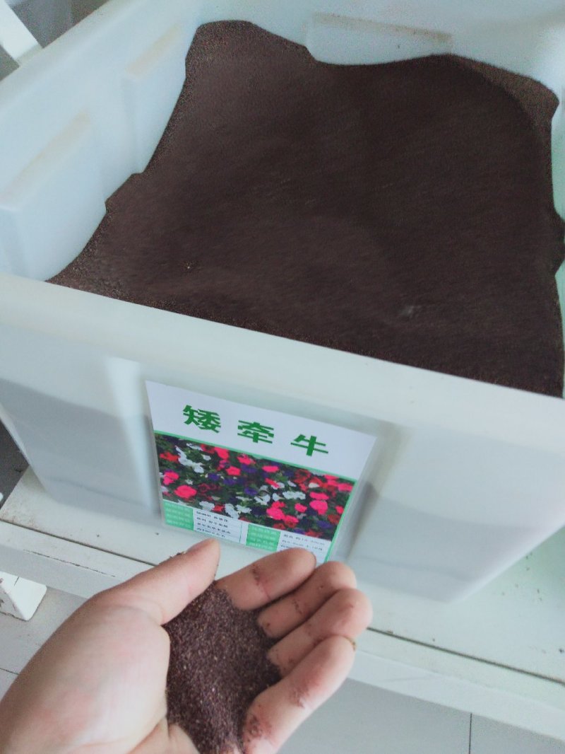 矮牵牛花种子公园路边绿化花卉种子易活盆栽花卉庭院种植