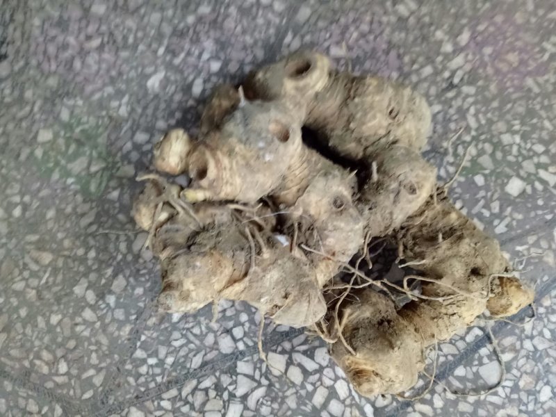 黄精欢迎各位老板提前预定黄精饮片