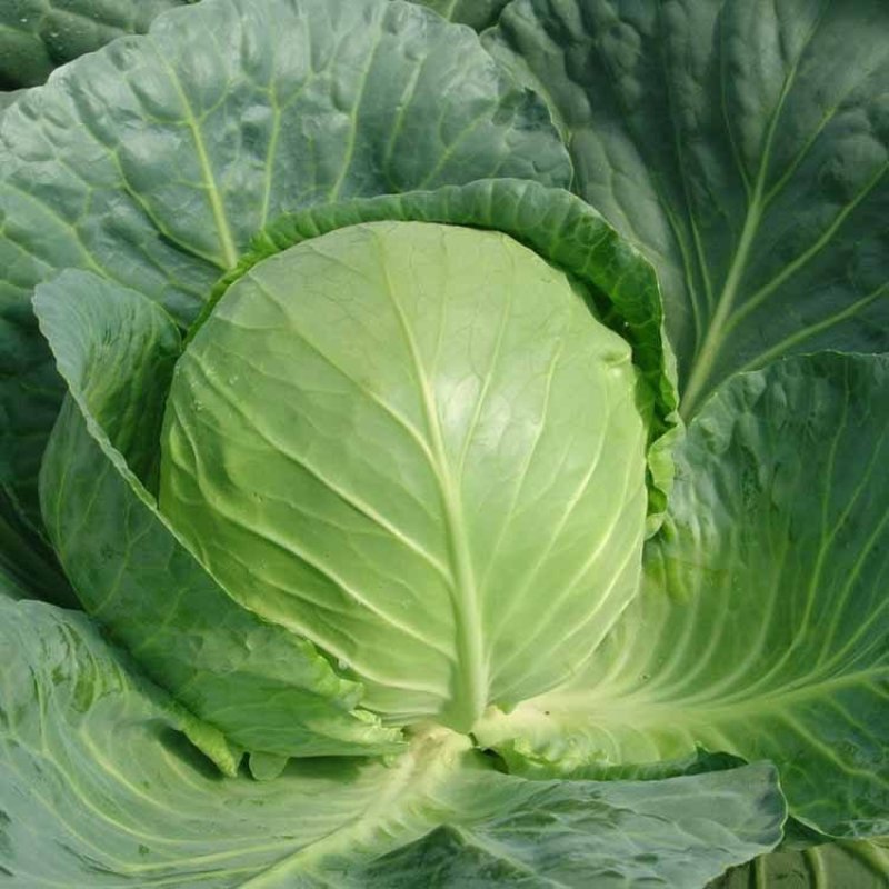 【精品】甘蓝圆包菜颜色翠绿个头均匀产地直发