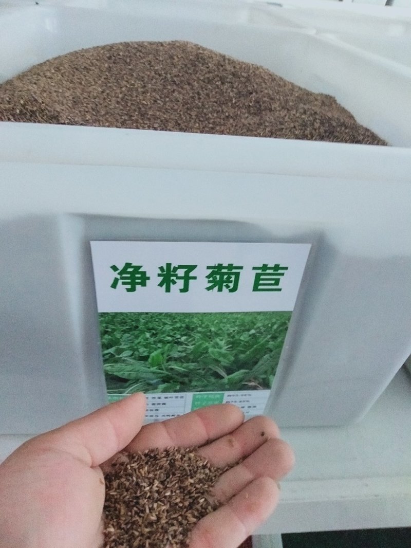 进口大叶菊苣种子多年生四季牧草种子营养丰富喂养鸡鸭鹅猪