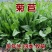 进口大叶菊苣种子多年生四季牧草种子营养丰富喂养鸡鸭鹅猪