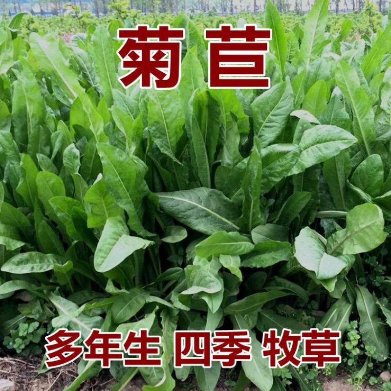 进口大叶菊苣种子多年生四季牧草种子营养丰富喂养鸡鸭鹅猪