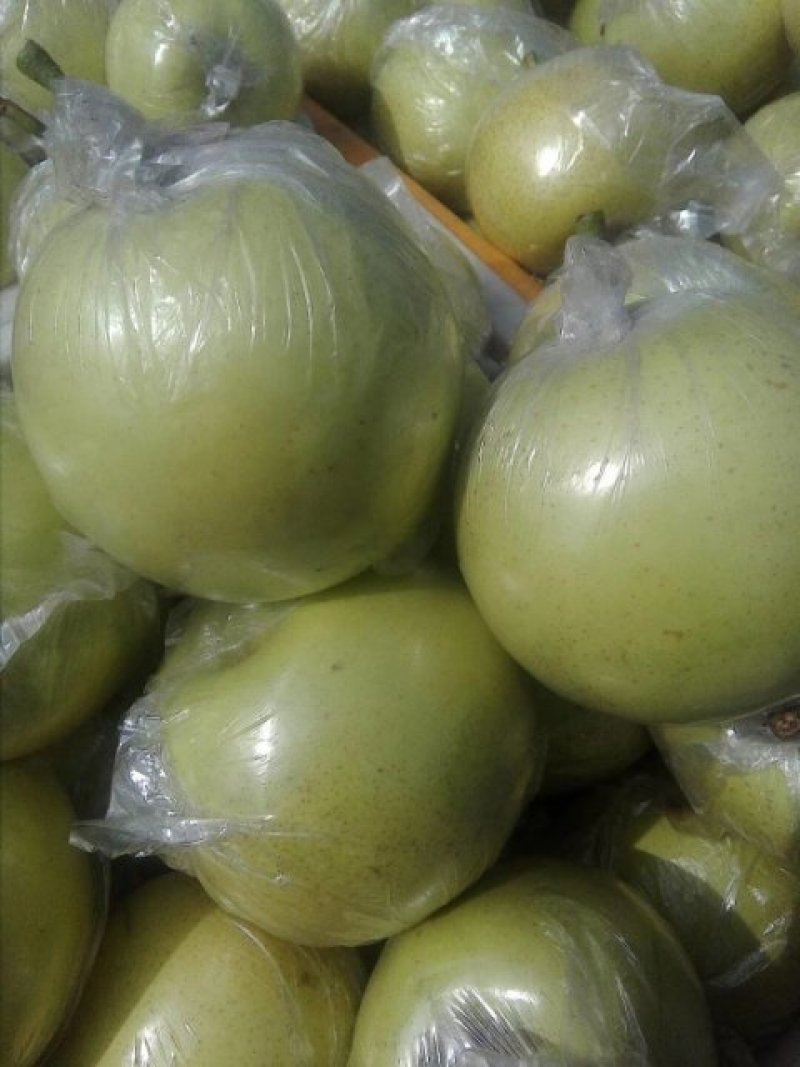 膜袋皇冠梨，水晶皇冠梨，腊袋皇冠梨，现在大量上市，